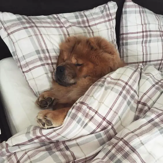 Chow Chow sleeping soundly in bed