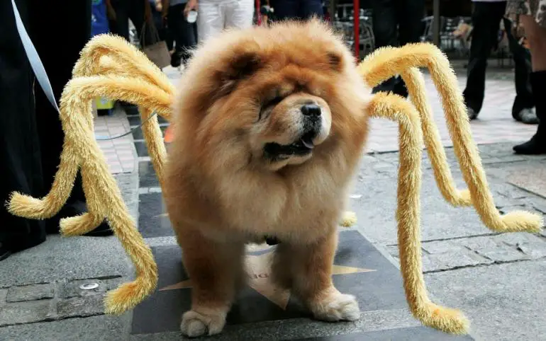 Chow Chow in spider costume
