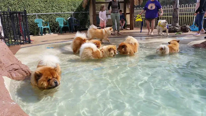 Chow Chows swimming at the pool