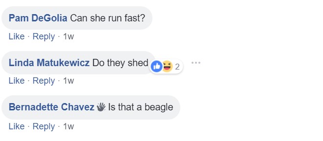 commenters asking - Can she run fast? Do they shed? Is that a beagle?