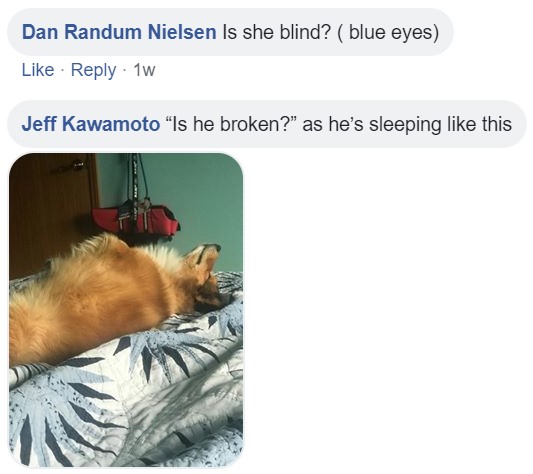 Commenters asking - Is she blind? (blue eyes) Is he broken? as he's sleeping like this