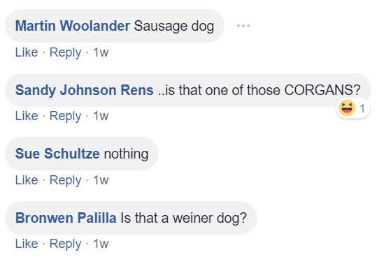 Commenters asking - Sausage dog. Is that one of those Corgans? Is that a weiner dog?