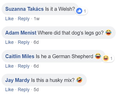 Commenters asking - Is it a Welsh? Where did that dog's legs go? Is he a German Shepherd? Is this a husky mix?