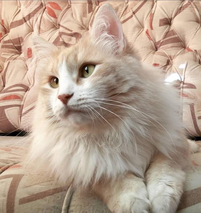 38 Best Cream Colored Cat Names - The Paws