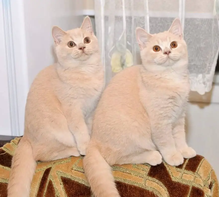 38 Best Cream Colored Cat Names - The Paws