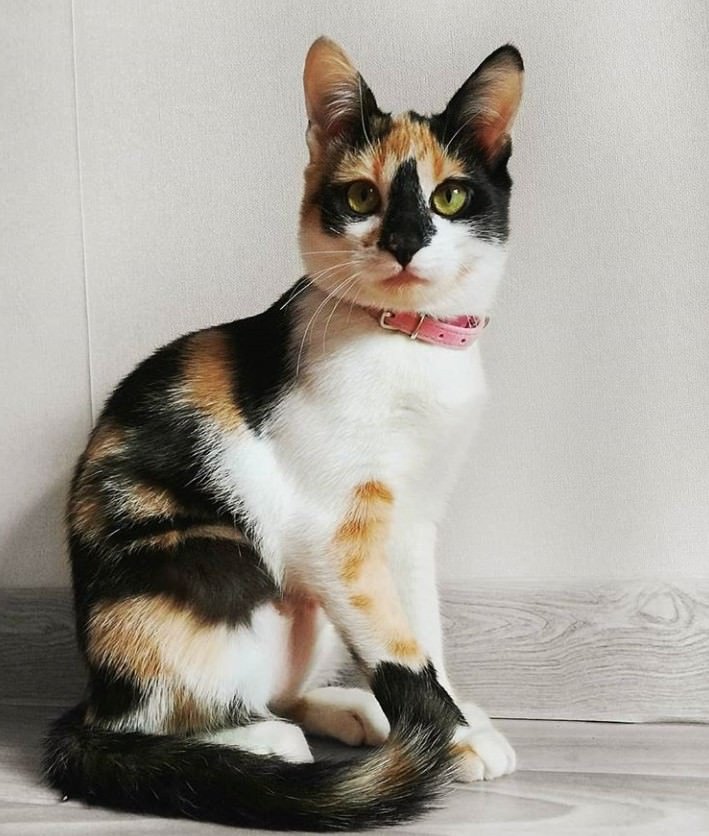 50 Cute Calico Cat Names The Paws 50 Cute Calico Cat Names The Paws