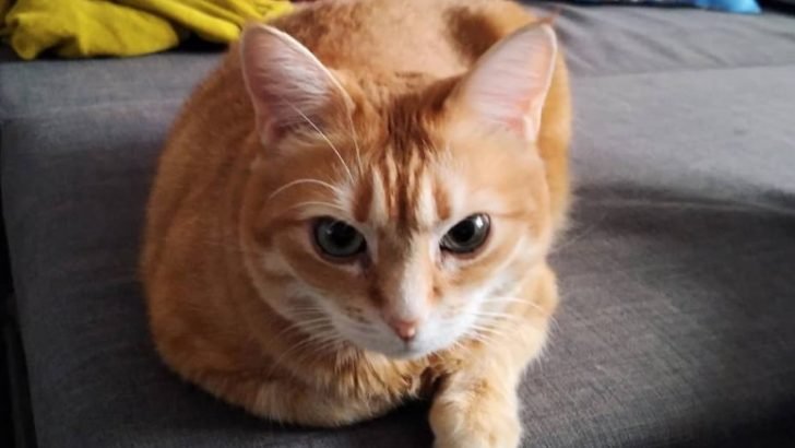 38 Best Cream Colored Cat Names | The Paws