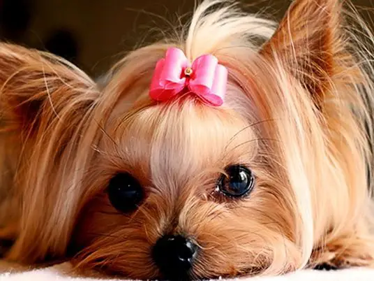 Yorkshire Terrier adorable face with pink ribbon on top of its head