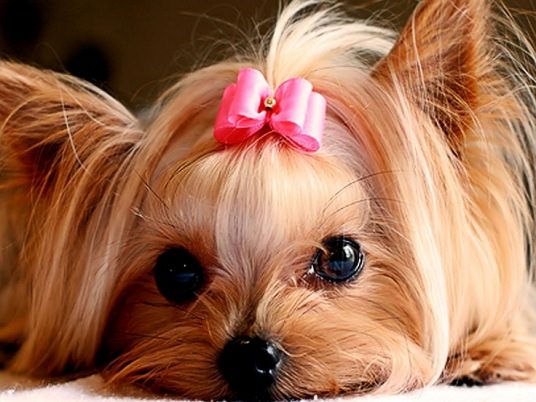 Yorkshire Terrier adorable face with pink ribbon on top of its head