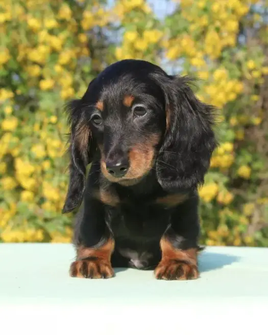 75 German Dachshund Dog Names - The Paws