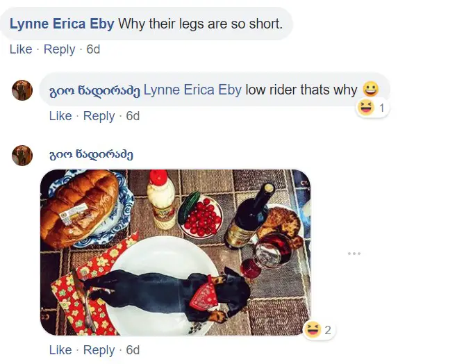 A commenter saying- Why their legs are so short? and a photo of a Dachshund lying on the plate with bread and wine