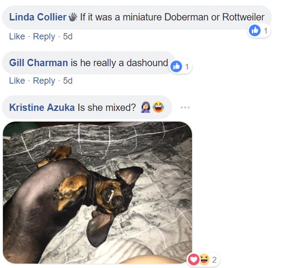 A commenter saying - If it was a miniature doberman or rottweiler. Is he really a Dachshund is she mixed? and a photo of a Dachshund lying on the bed