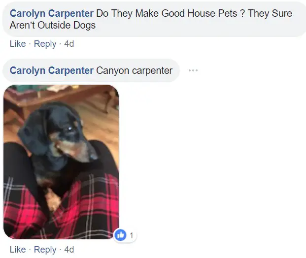 A commenter saying - Do they make good house pets? They sure aren't outside dogs. Canyon carpenter and a photo of a Dachshund in between the legs of a woman