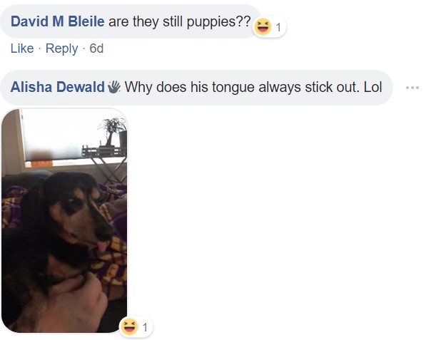 A commenter saying - Are they still puppies? Why does his tongue always stick out? and a photo of a Dachshund with its tongue out
