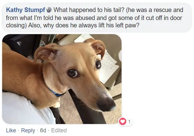 A commenter saying - What happened to his tail? and a photo of a Dachshund lying on the bed