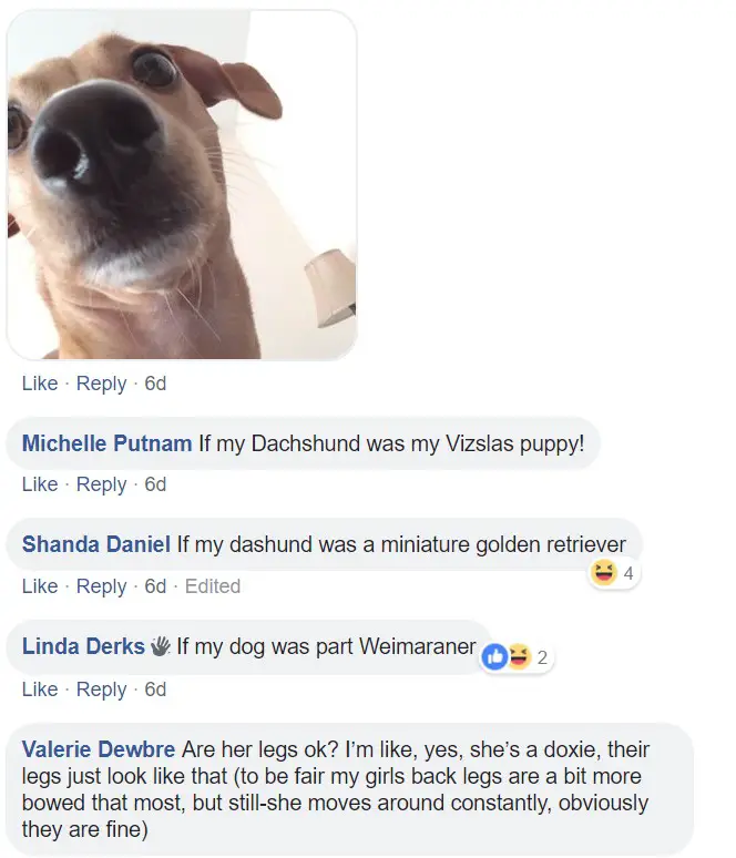 A close up photo of a Dachshund and a commenter saying - If my Dachshund was my vizslas puppy. If my Dachshund was a miniature golden retriever. If my dog was part weimaraner