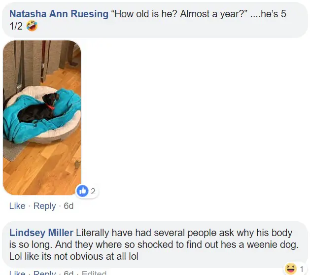 A commenter saying - How old is he? Almost a year? and a photo of a Dachshund lying on its bed