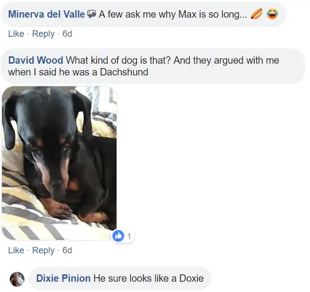 A commenter saying - A few ask me why Max is long... what kind of dog is that? and a photo of a Dachshund on the bed