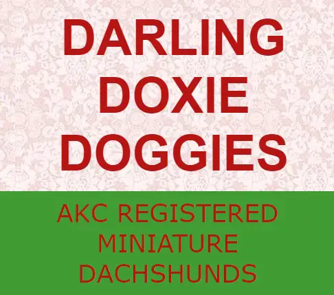 Darling Doxie Doggies - AKC Registered Miniature Dachshunds