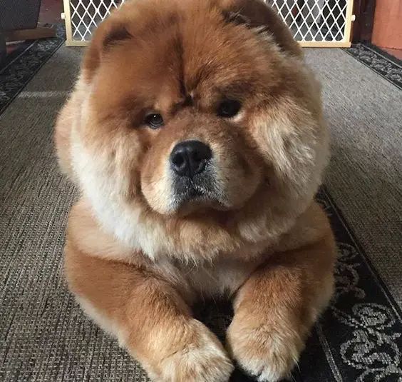 Chow Chow lying on the carpet