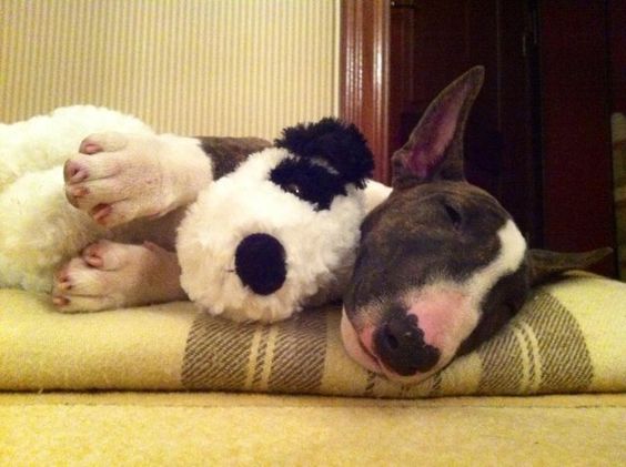 Bull Terrier sleeping on its bed with a stuffed toy puppy