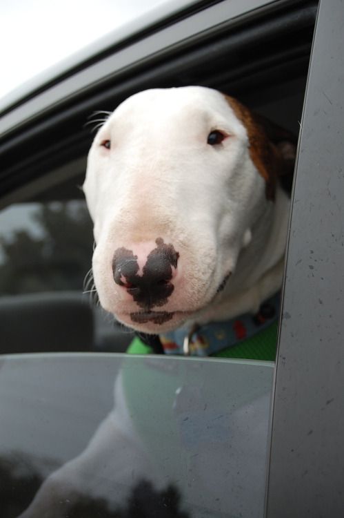 Bull Terrier face by the car window
