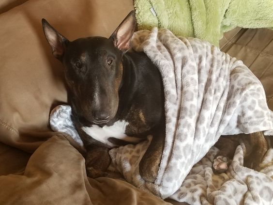 Bull Terrier wrapped in blanket while sitting on the couch
