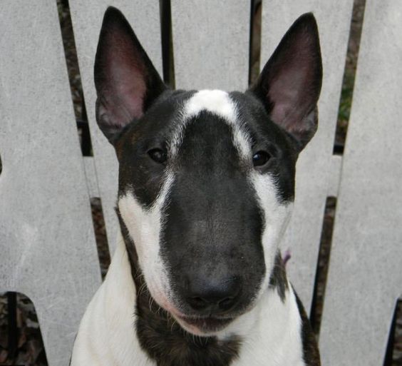 black and white patterned face of Bull Terrier