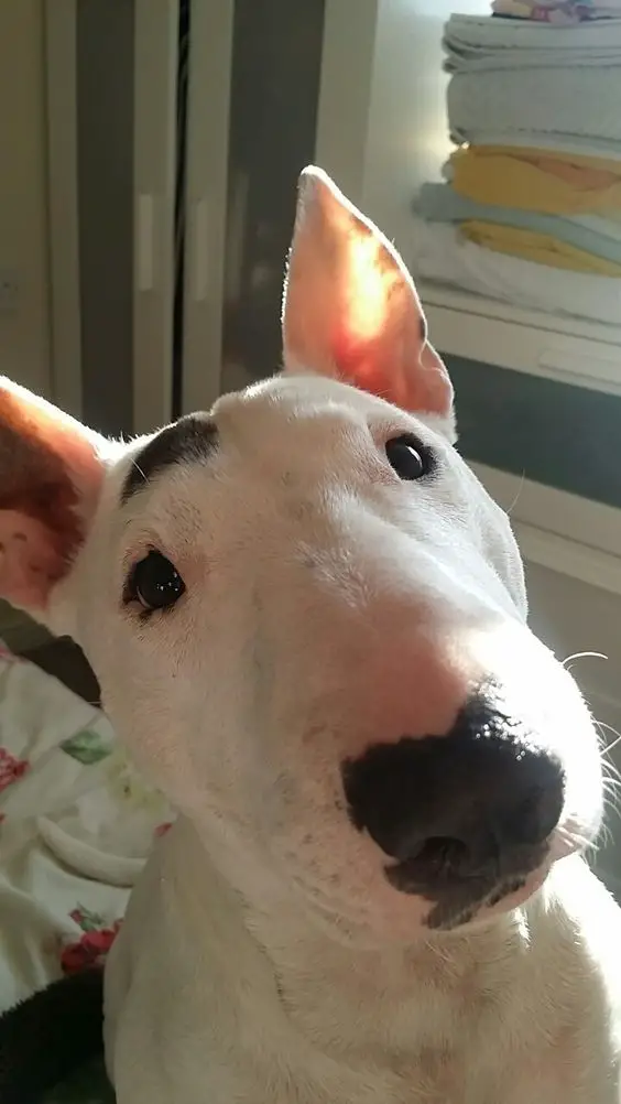 Bull Terrier face with morning sunlight