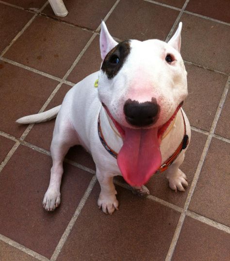 Bull Terrier sitting on the floor while sticking its tongue out