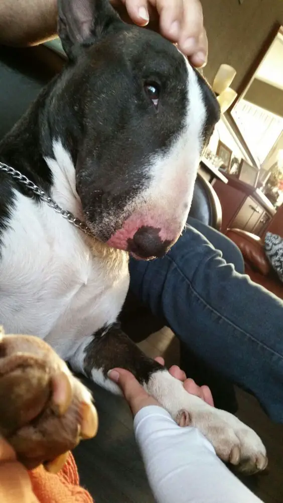 Bull Terrier being touched on its head and hands