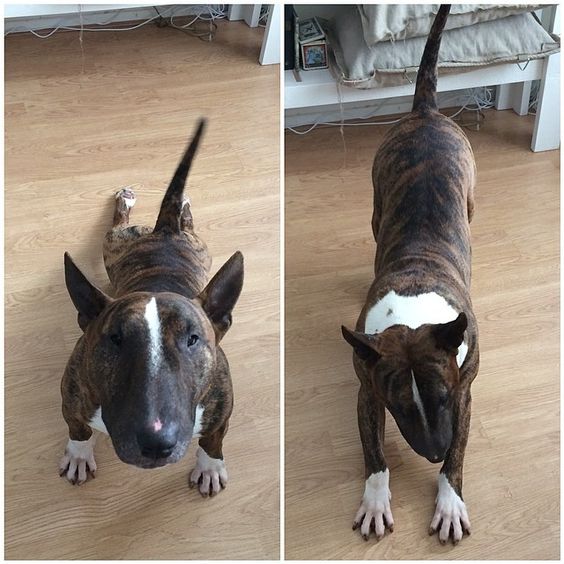 collage photo of stretching Bull Terrier