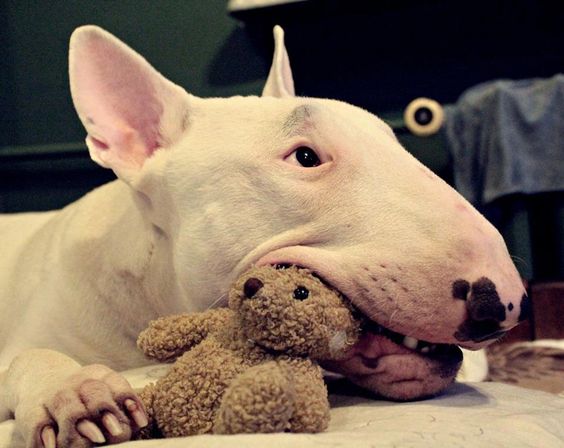 Bull Terrier lying on the floor while chewing a toy