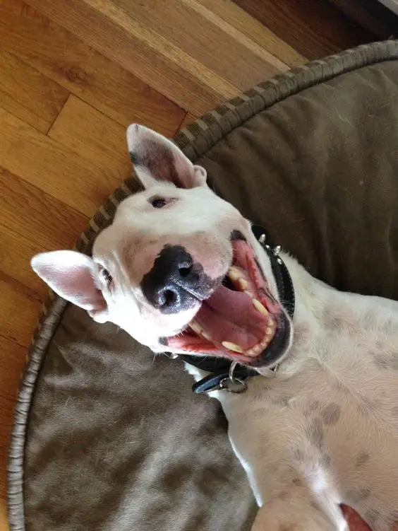 smiling Bull Terrier while lying on its bed