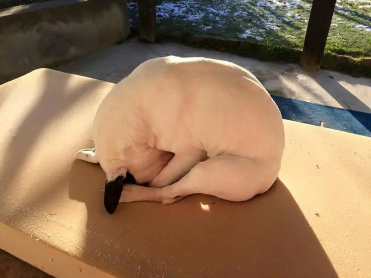 Bull Terrier sleeping on top of the table outdoors in sitting position with its back curved down to its legs