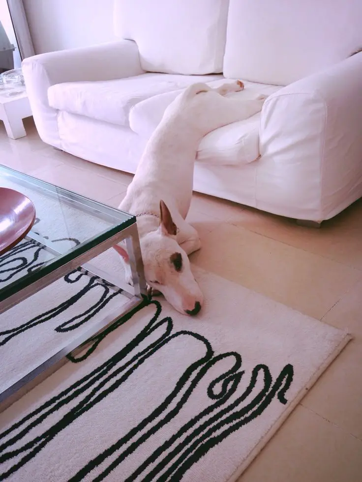sleeping Bull Terrier while falling towards the floor from the couch