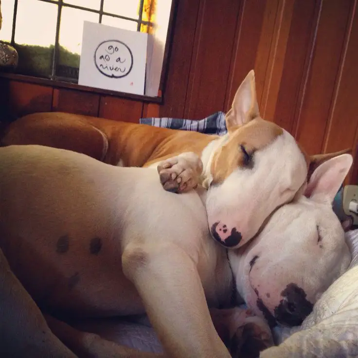 two Bull Terriers snuggled up sleeping with each other in their bed