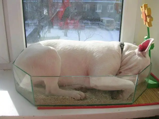 Bull Terrier curled up sleeping inside an aquarium by the window sill