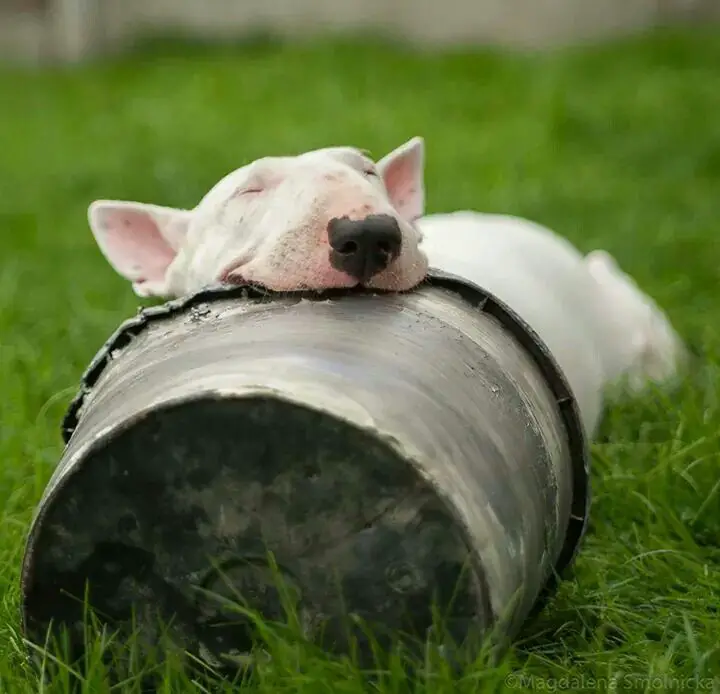 Bull Terrier sleeping with its head on top of the large tree trunk in the yard