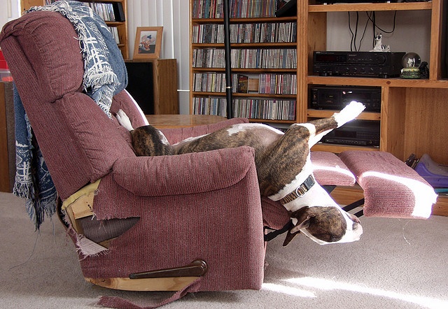Bull Terrier lying in its back with its head hanging from the foot of the chair