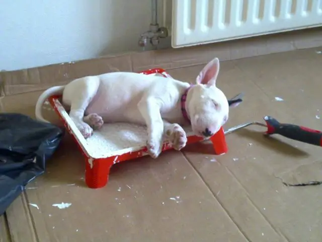 Bull Terrier puppy sleeping soundly on top of a paint tray