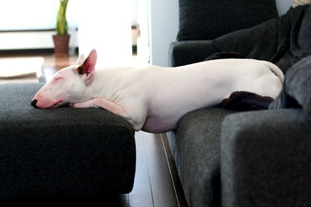 Bull Terrier sleeping in the living room with its lower body on the couch stretched towards the chair