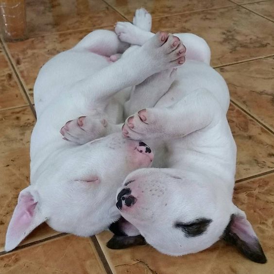 Bull Terrier puppies lying on the floor beside each other
