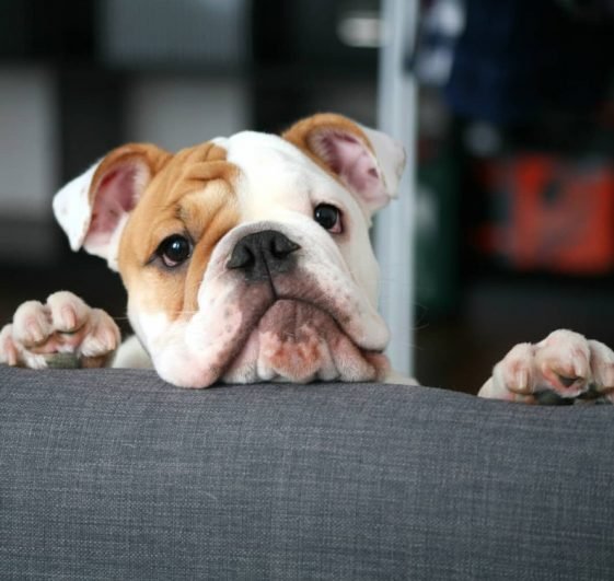 75 Male English Bulldog Dog Names The Paws