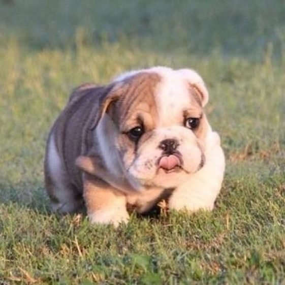 130 Best English Bulldog Dog Names The Paws