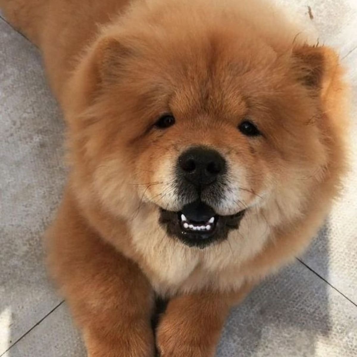 chow chows in not