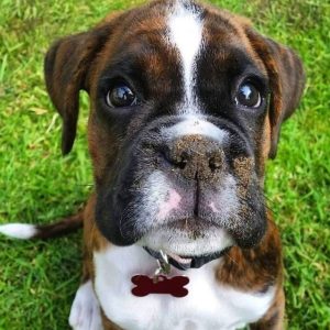 18 Unfriendly Things Every Boxer Owner Should Know