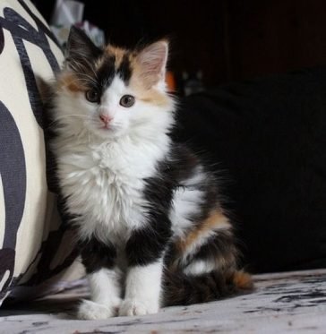 35 Female Calico Cat Names - The Paws