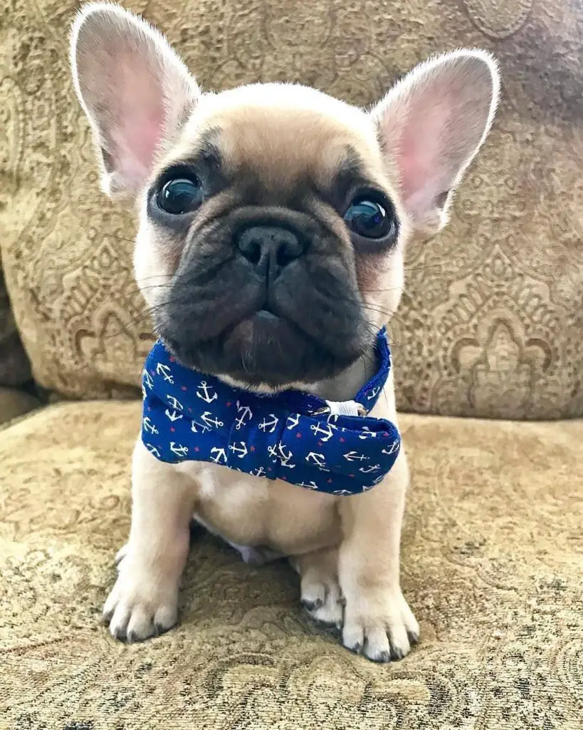 120 Male French Bulldog Names The Paws