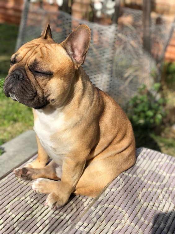 120 Male French Bulldog Names The Paws